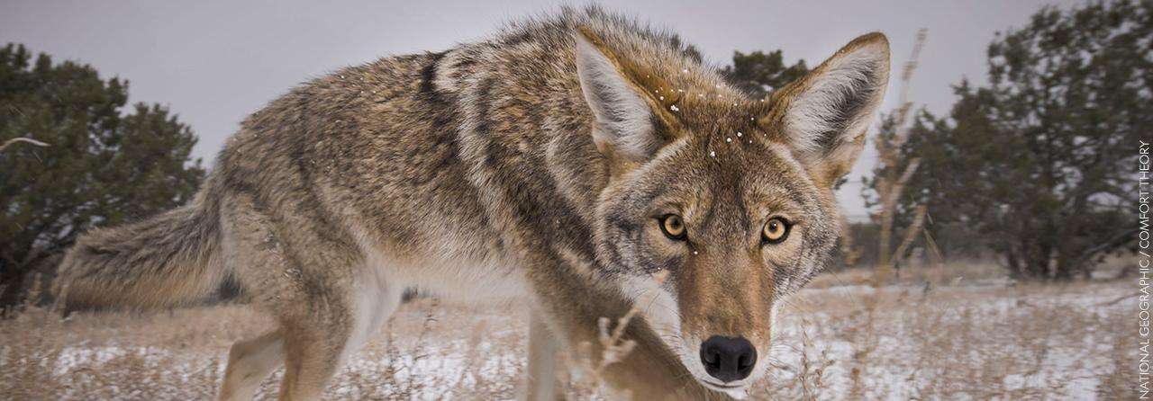 photo of wolf by Filipe DeAndrade
